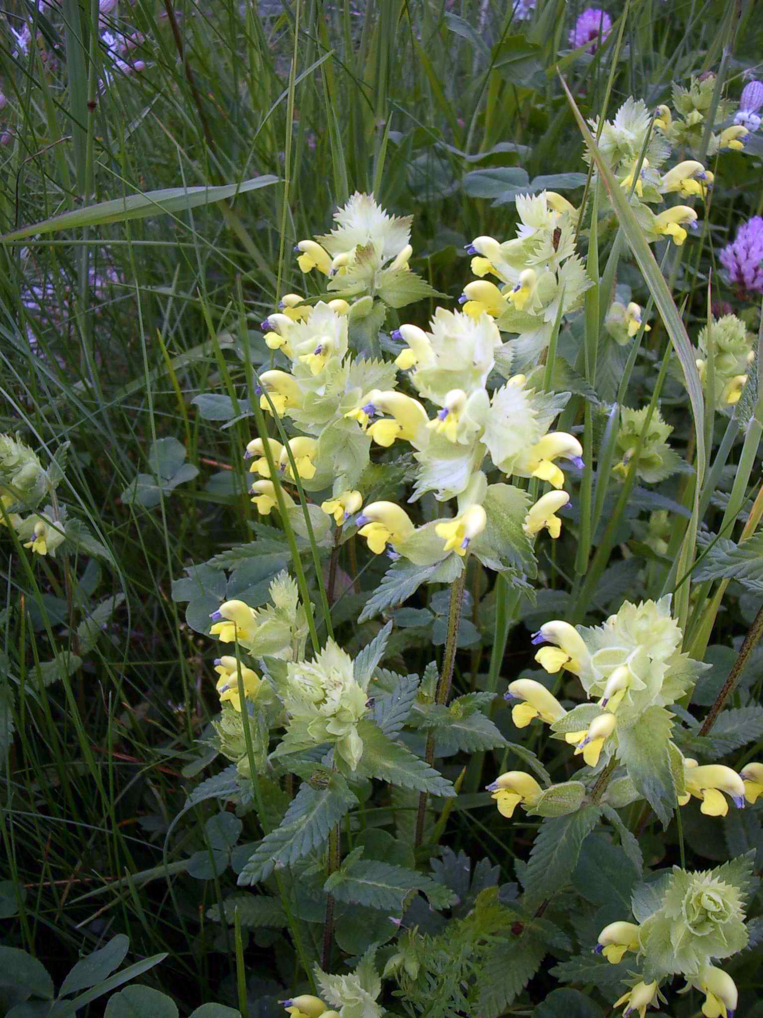 Rhinanthus sp.